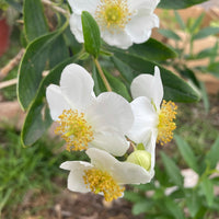 plant material shot