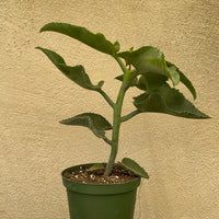 Kalanchoe beharensis v. subnuda