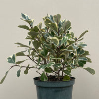 Ficus triangularis Variegated