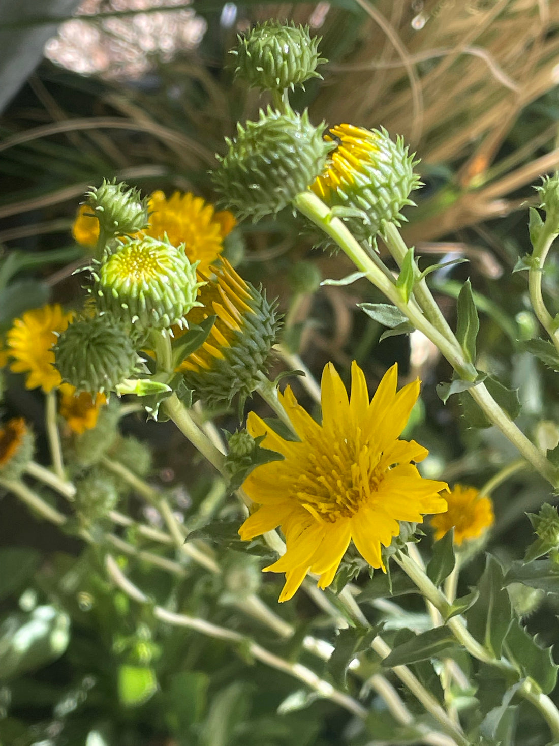Grindelia camporum, Great Valley Gumweed