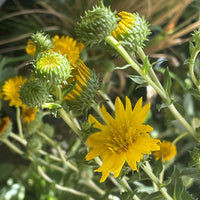 Grindelia camporum, Great Valley Gumweed