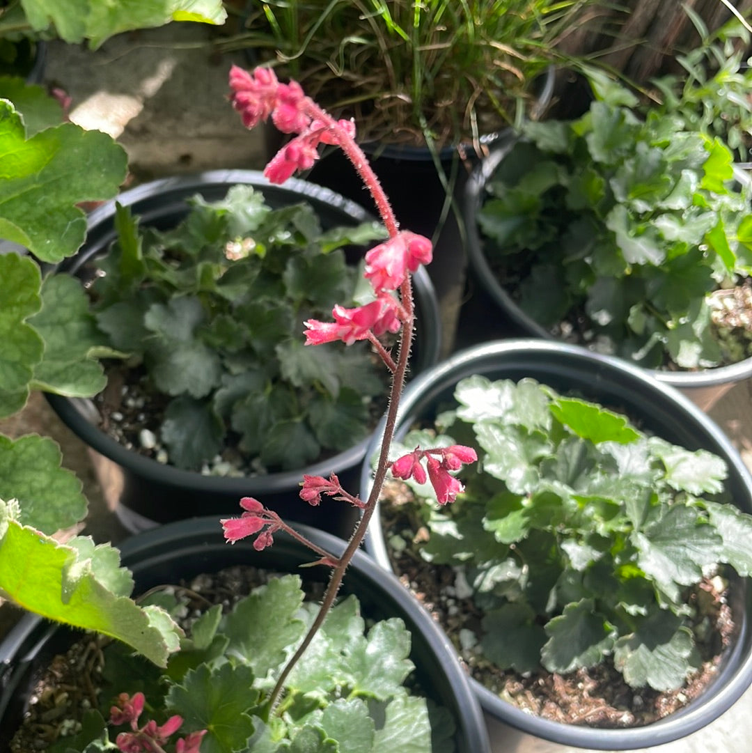 Heuchera 'Canyon Pink'