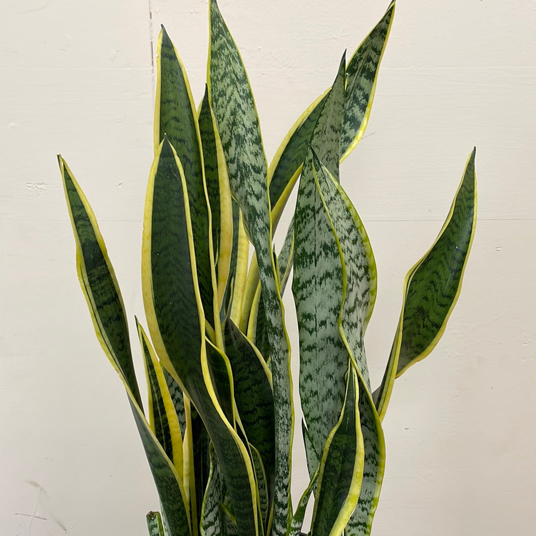 scientific name for a snake plant Sansevieria laurentii – Plant Material