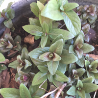 Pycnanthemum californicum, Mountain Mint