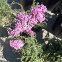 Astral Rose Yarrow Flower