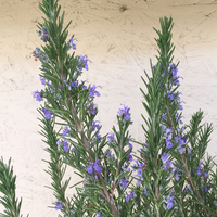 Rosmarinus officinalis 'Tuscan Blue' (rosemary)