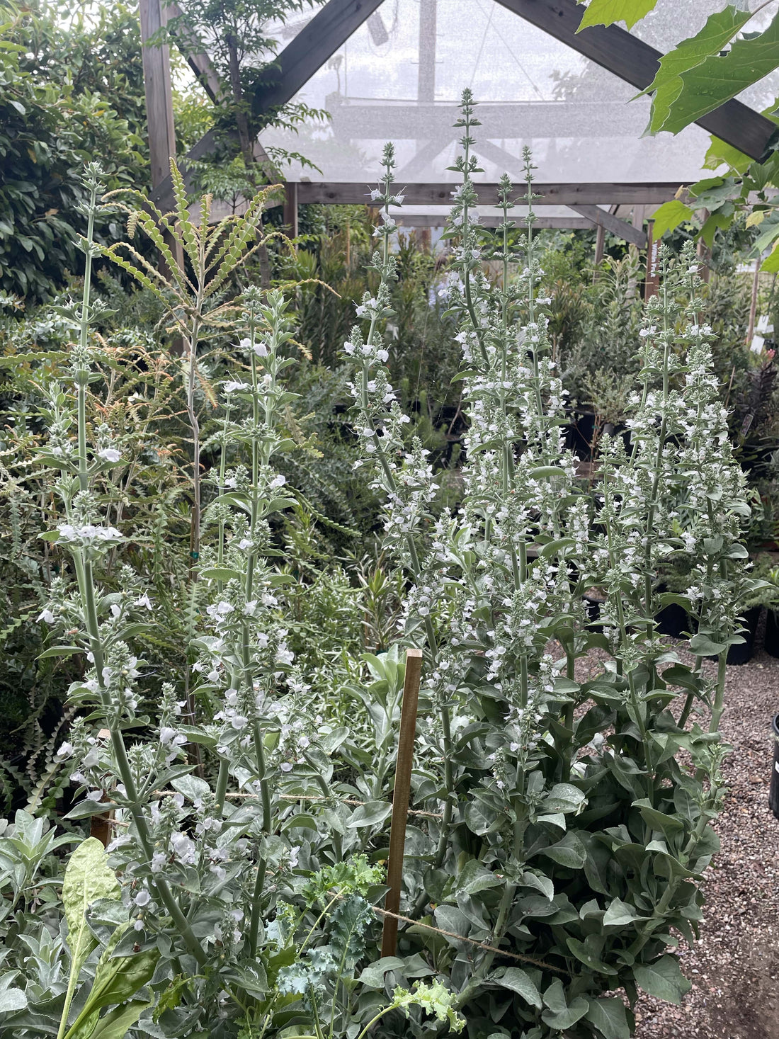 California Native Salvia apiana, white sage
