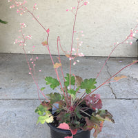 Heuchera ‘Opal’ 1 Gallon