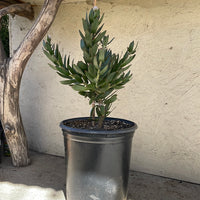 Leucospermum cuneiforme Goldie