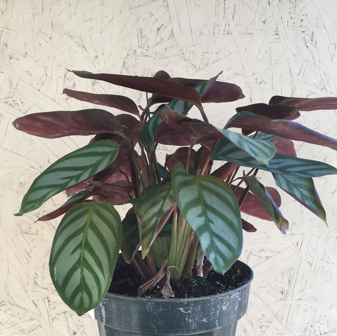Ctenanthe setosa