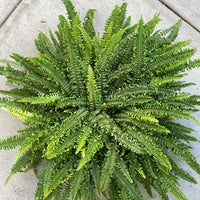 Nephrolepis exaltata Fluffy Ruffle