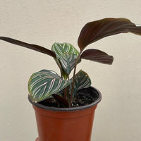 Calathea Ornata