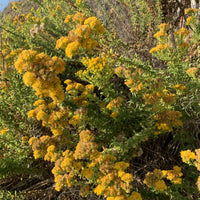 Isocoma menziesii, Menzies goldenbush Yellow Flowers