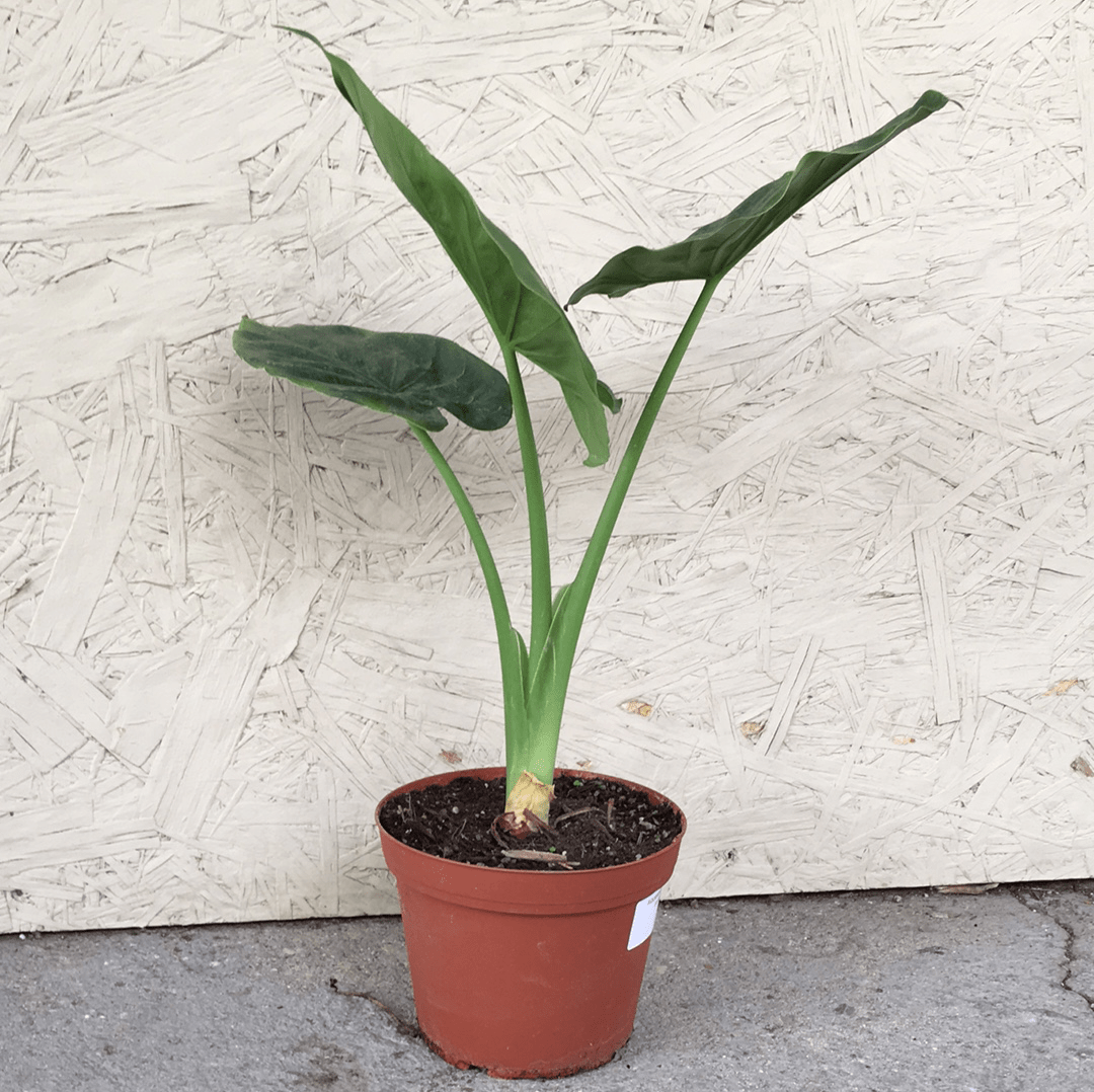 Alocasia calidora