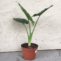 Alocasia calidora