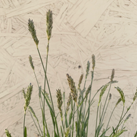 Sesleria 'Greenlee'