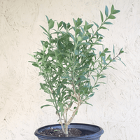 Island Snapdragon 1 Gallon