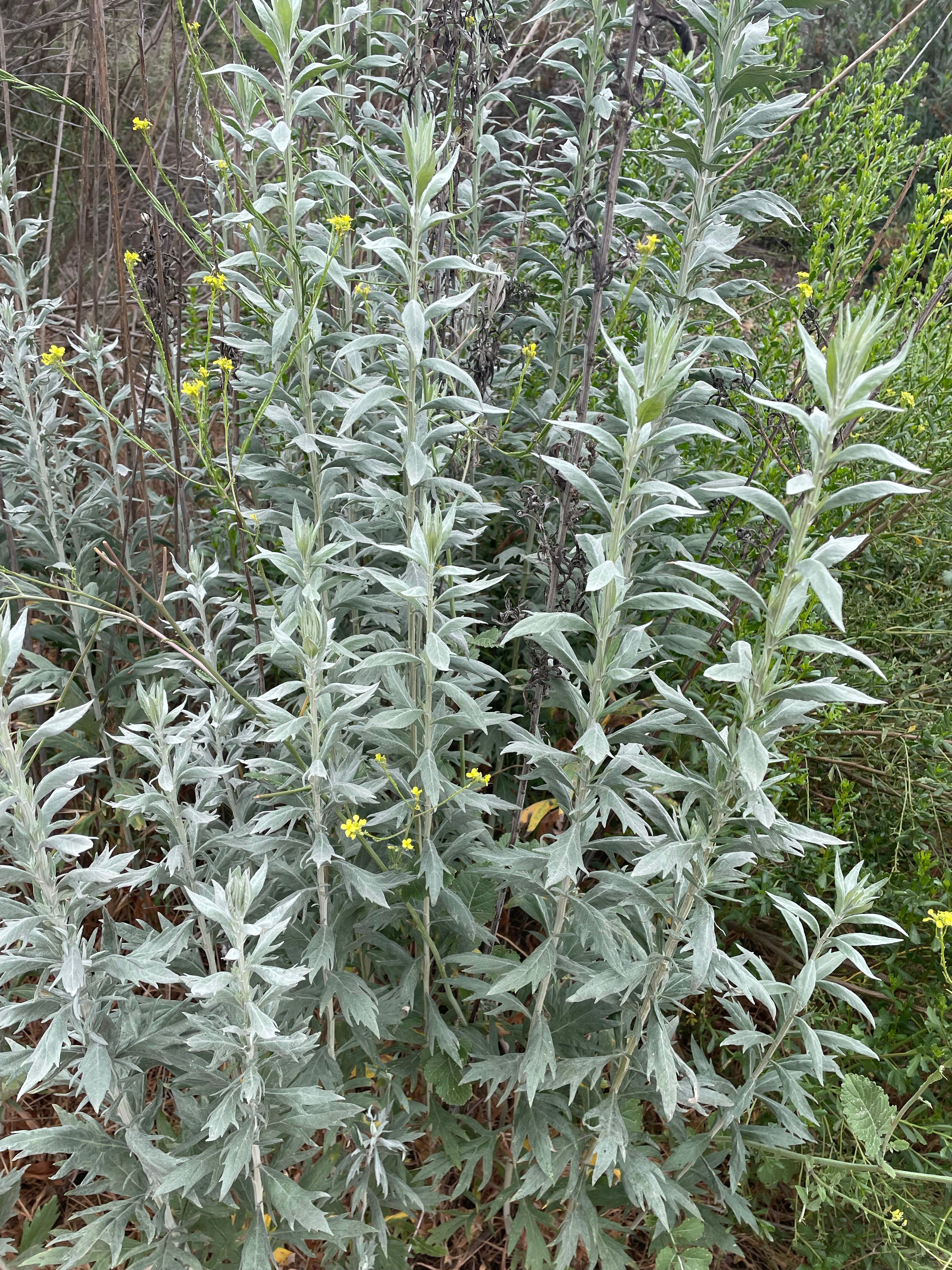 mugwort indoor plant Artemisia douglasiana, Mugwort