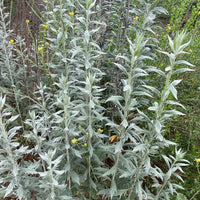 plant material shot