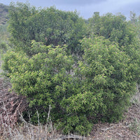 Malosma laurina, Laurel sumac in Nature by Plant Material