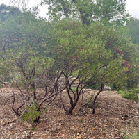Arctostaphylos 'Howard McMinn' (manzanita) Mature by Plant Material