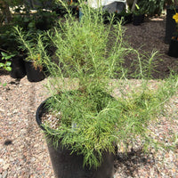 Artemisia californica, California Sagebrush 1 Gallon