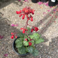 Heuchera 'Santa Ana Cardinal' Flower