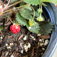Fragaria vesca ssp. Californica (strawberry)