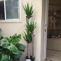 Yucca elephantipes