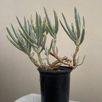 Cotyledon oblonga