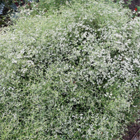 Eriogonum fasciculatum 'Dana Point', California Dana Point Buckwheat Flowers