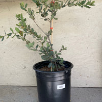 Quercus engelmannii (Engelmann Oak)