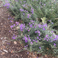 mon heterophyllus 'Margarita Bop' (Blue Bedder) by Plant Material