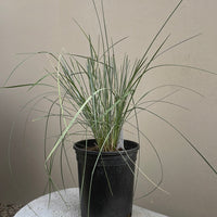 Festuca californica, California Fescue