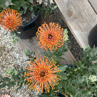 Leucospermum Sunrise