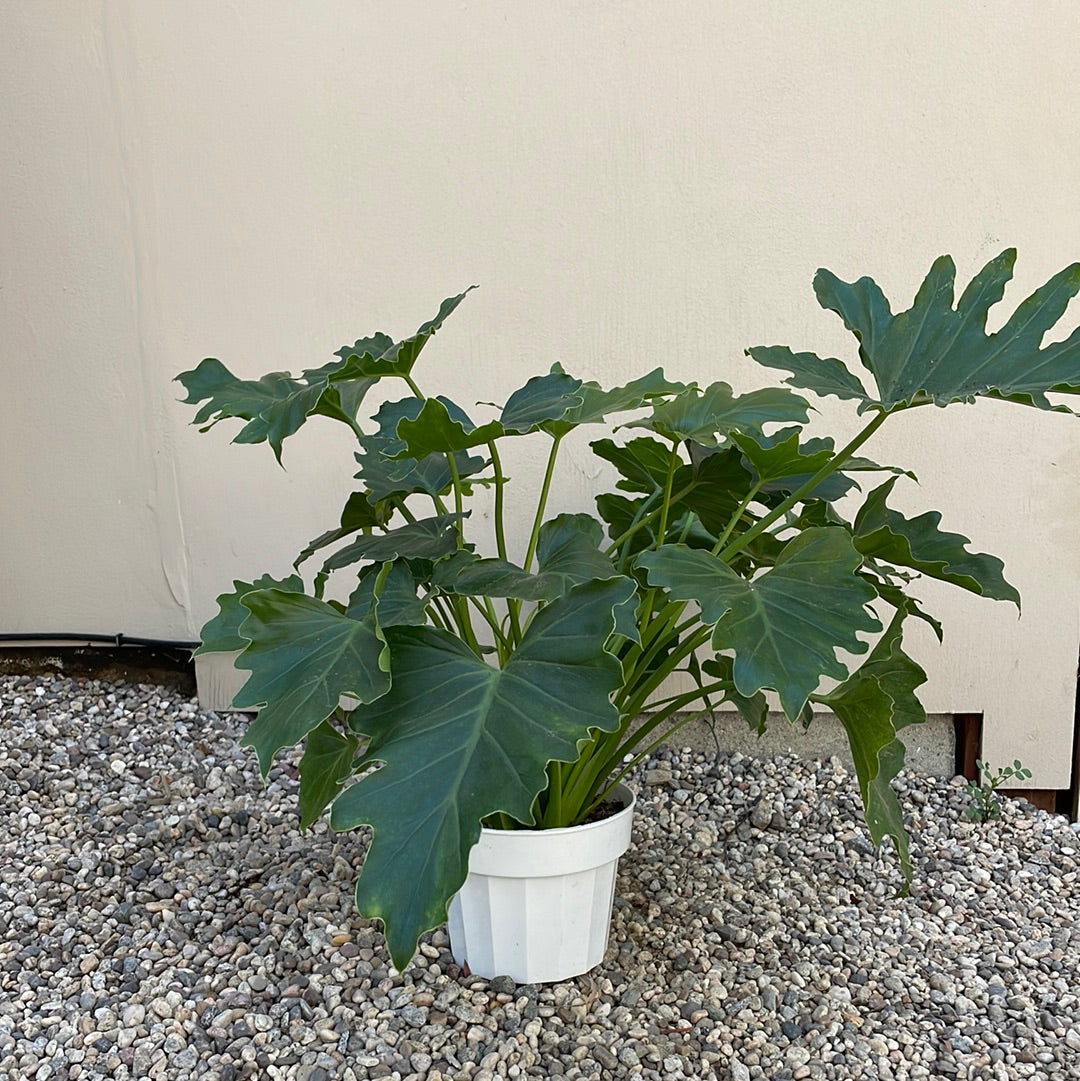 philodendron shangri la plant care Philodendron Shangri La