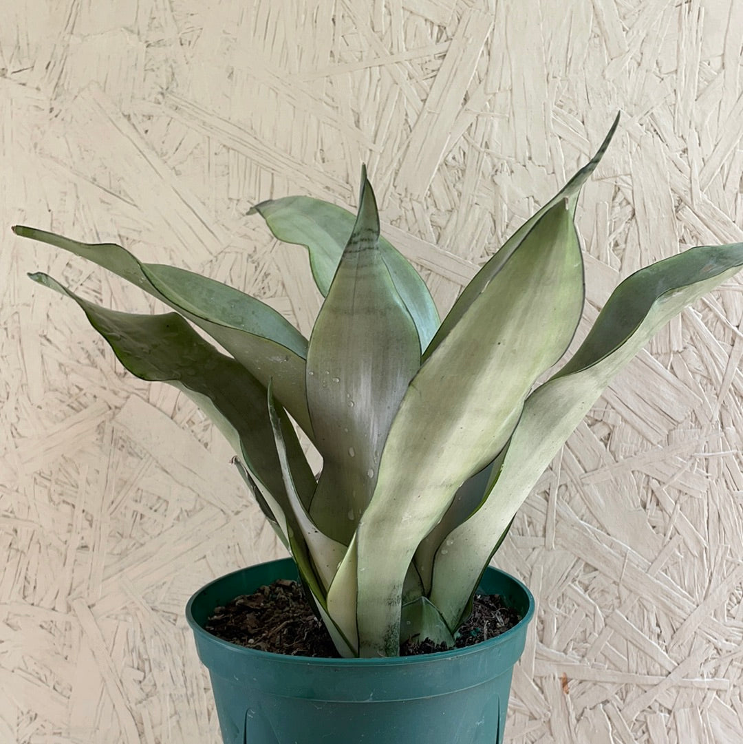sansevieria moonshine cats Sansevieria Moonshine Snake Plant