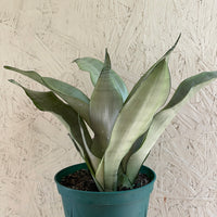 Sansevieria trifasciata 'Moonshine' (silver snakeplant)