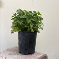 Certified Organic Fever Few 1 Gallon