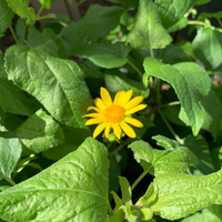 Venegasia carpesioides, Canyon Sunflower