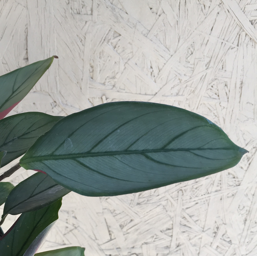 Calathea Grey Star  Plant Material