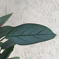 Calathea Grey Star