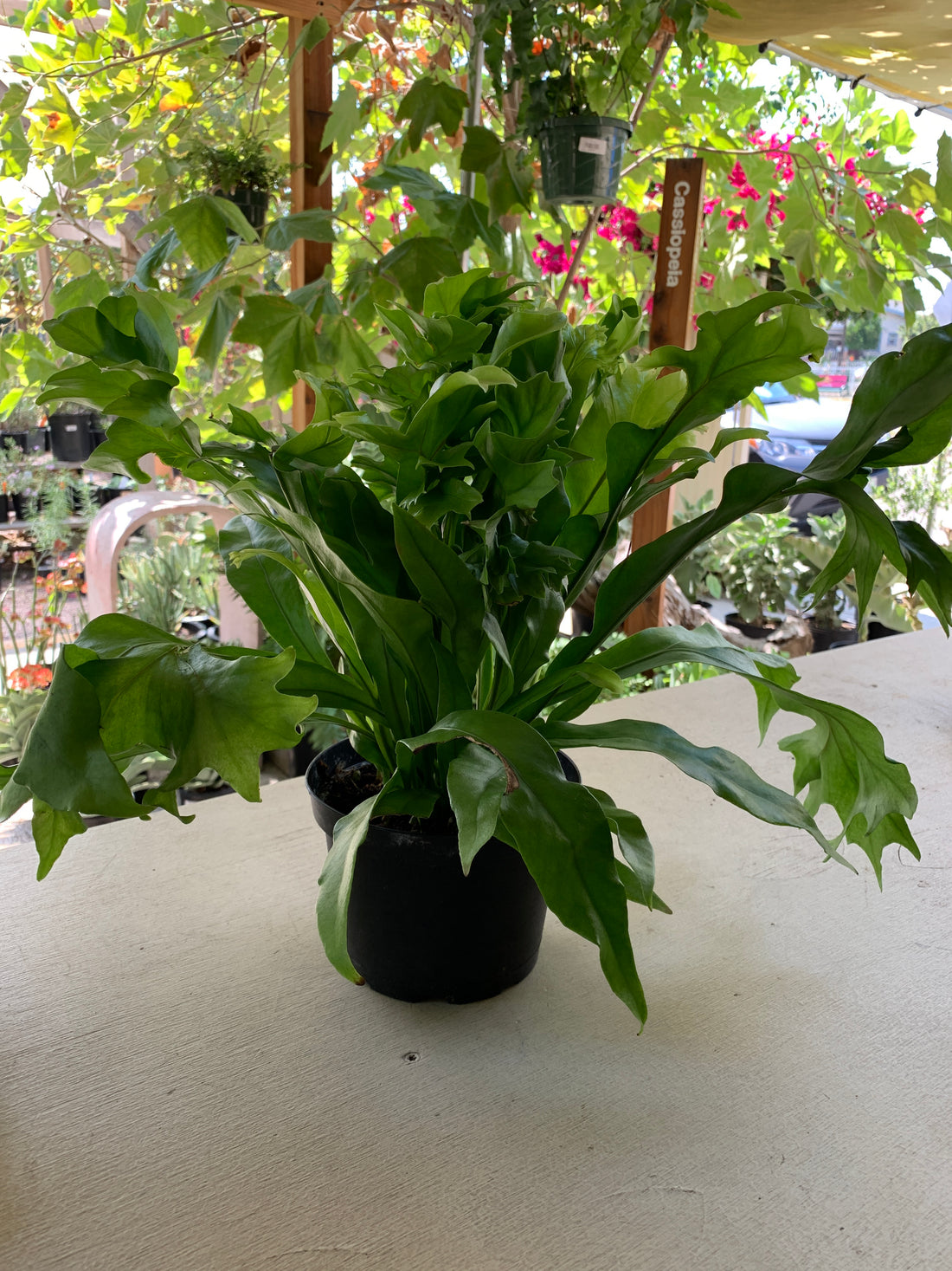 Microsorum punctatum (Green Flame Fern)