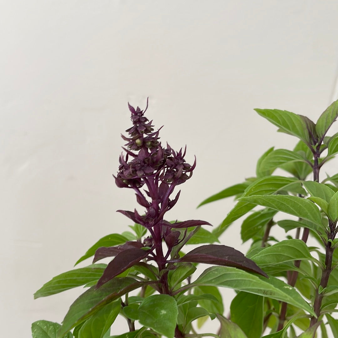 Organic Thai Basil Plant Material