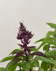 Organic Thai Basil - Please call shop for availability