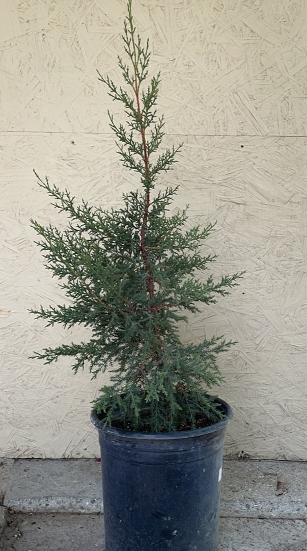 cypress potted plant Hesperocyparis (Cupressus) stephensonii, Cuyamaca cypress