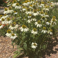 Echinacea 'Primadonna White'