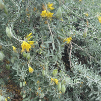 Isomeris arborea, Cleome isomeris (bladder pod) by Plant Material