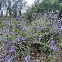 plant material shot