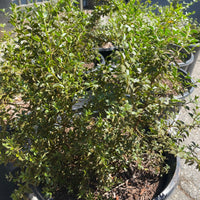 Larrea tridentata